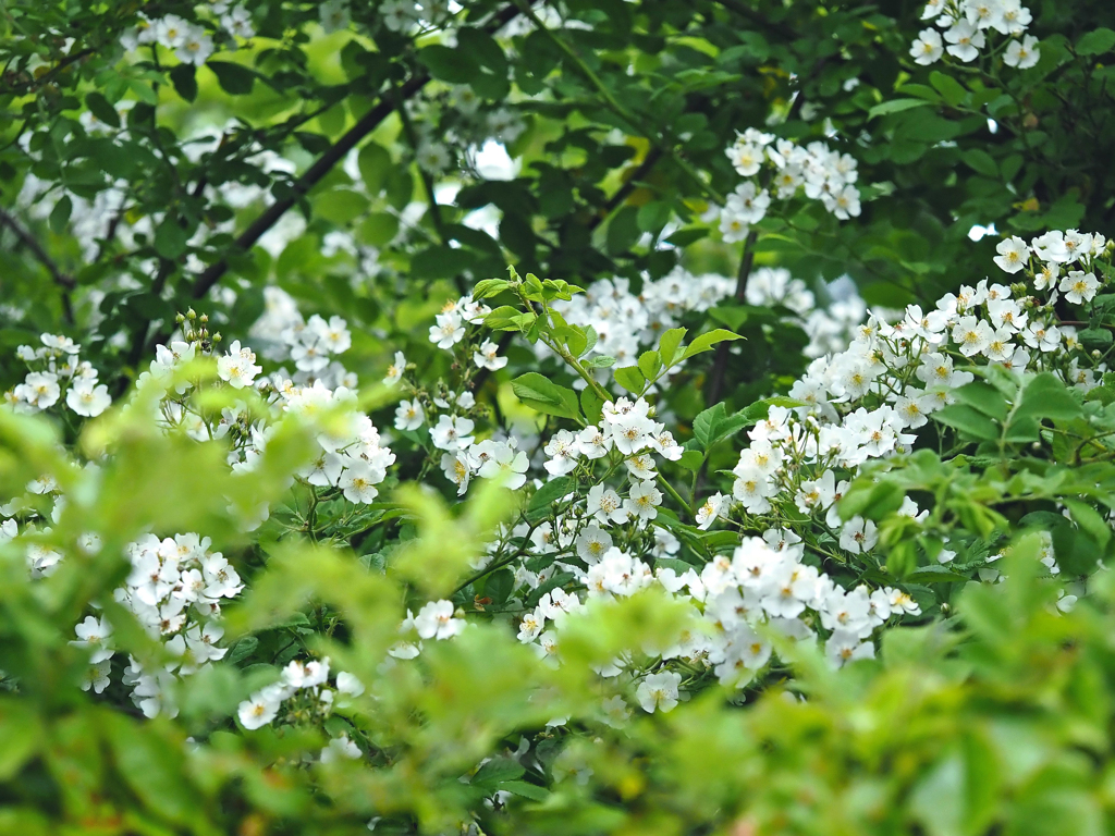 Green and white