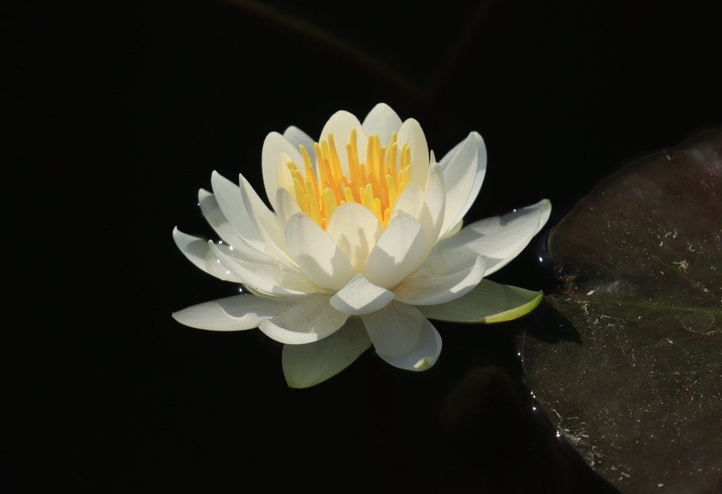 水連