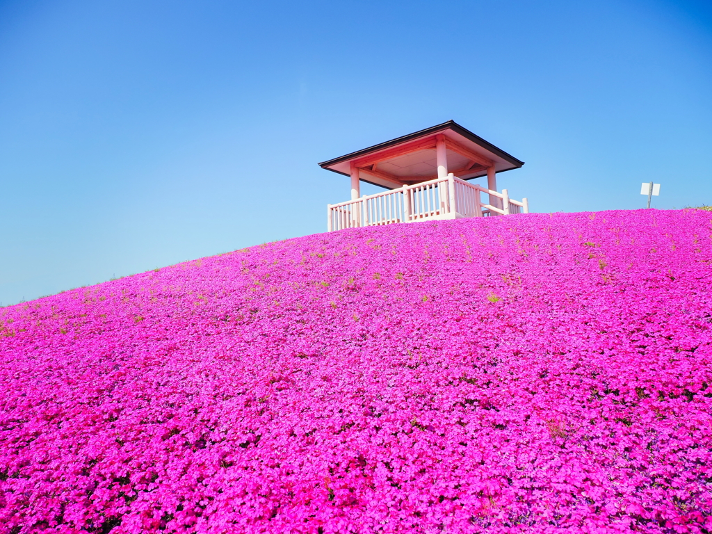 芝桜