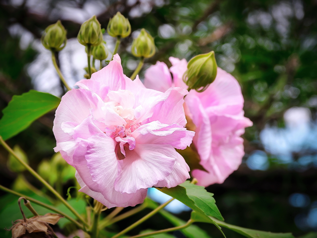 酔芙蓉