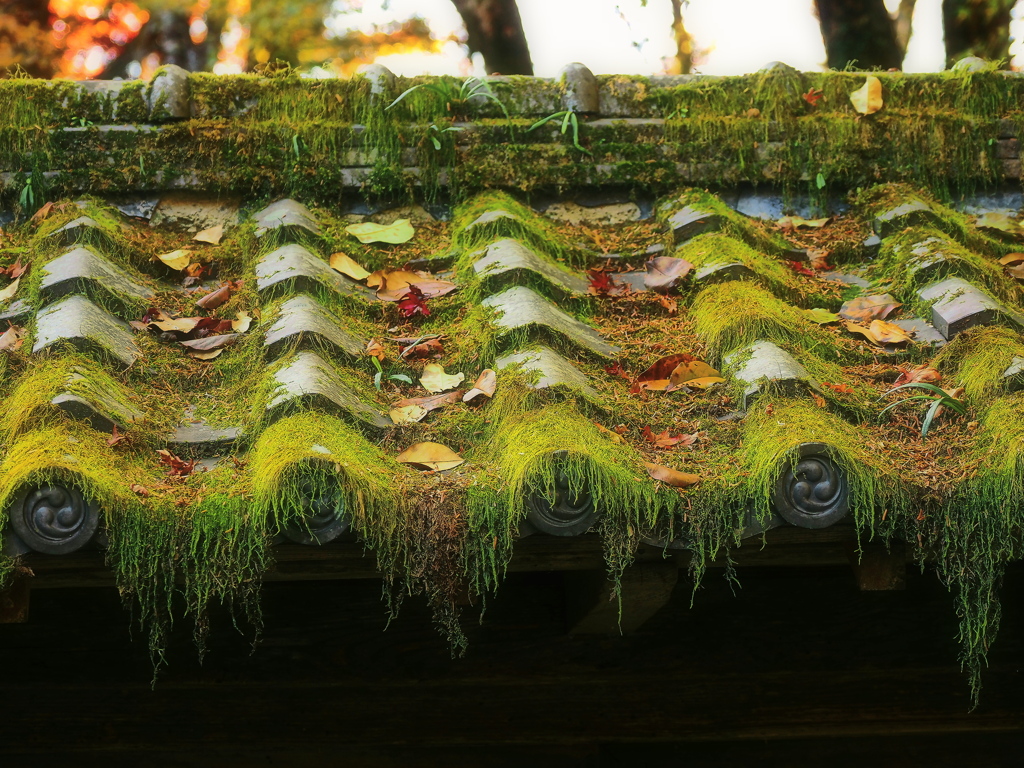 苔むす屋根