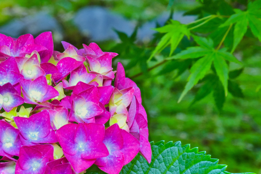 紫陽花