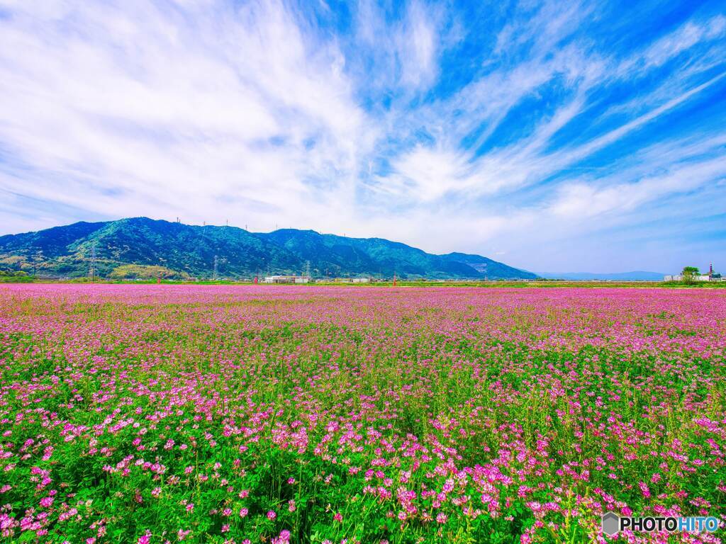 蓮華田
