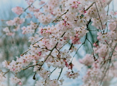 満開 その２