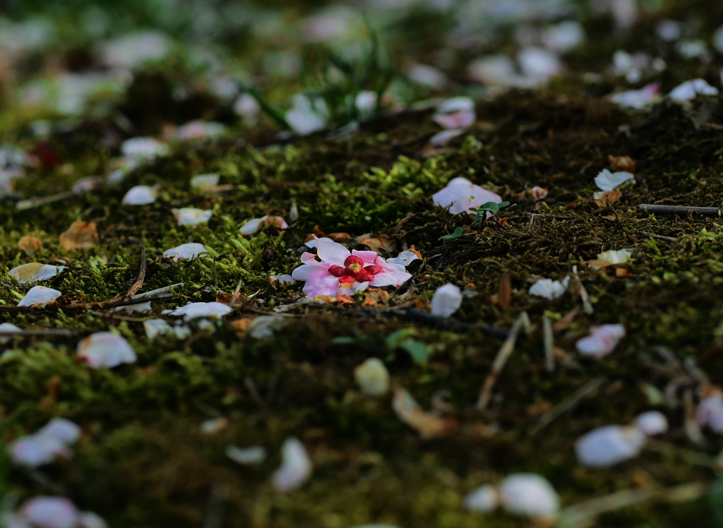 梅花 散る