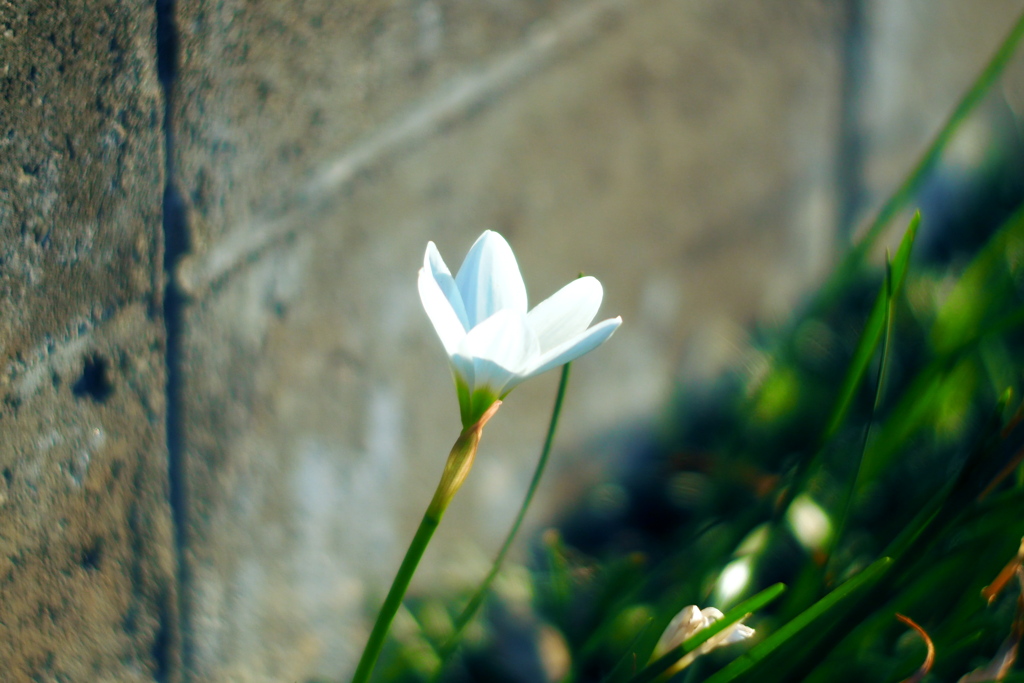 路傍の花