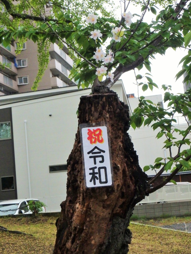フェイク桜 令和編