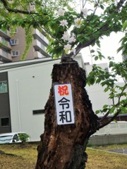 フェイク桜 令和編