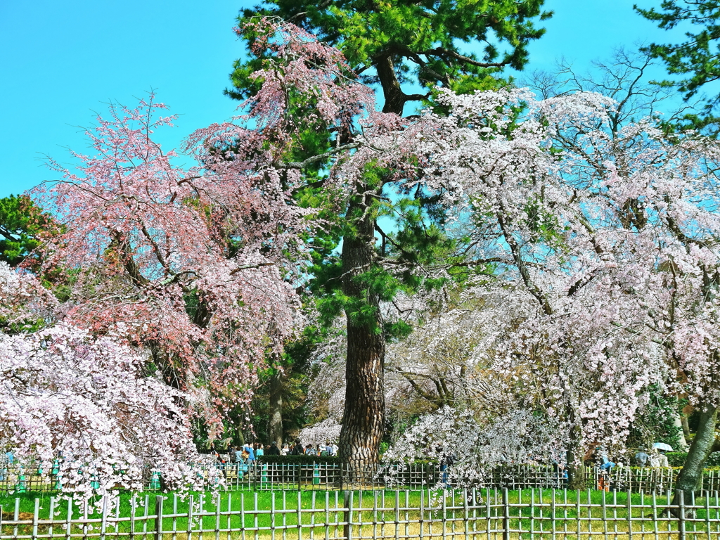 枝垂れ桜と松