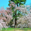枝垂れ桜と松