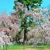 枝垂れ桜と松