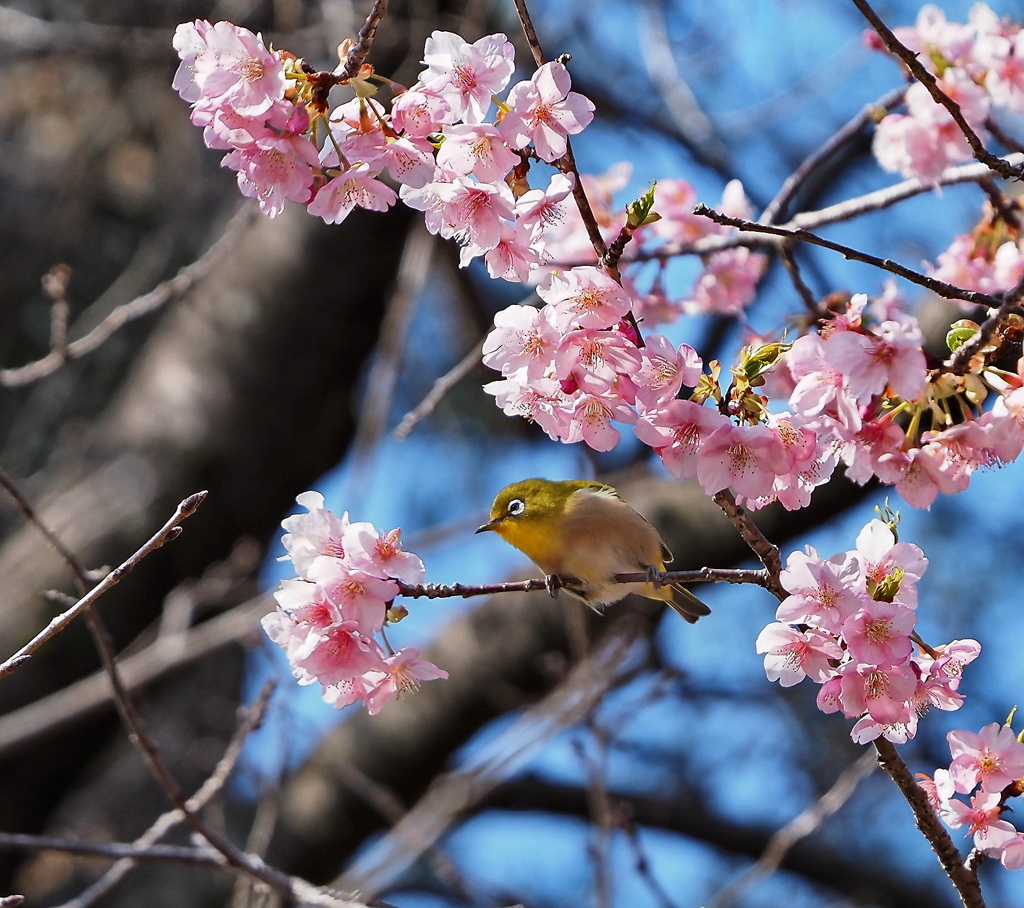 隣の桜 美味しいかな