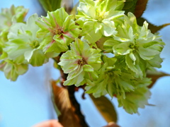 御衣黄桜