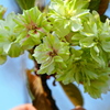 御衣黄桜
