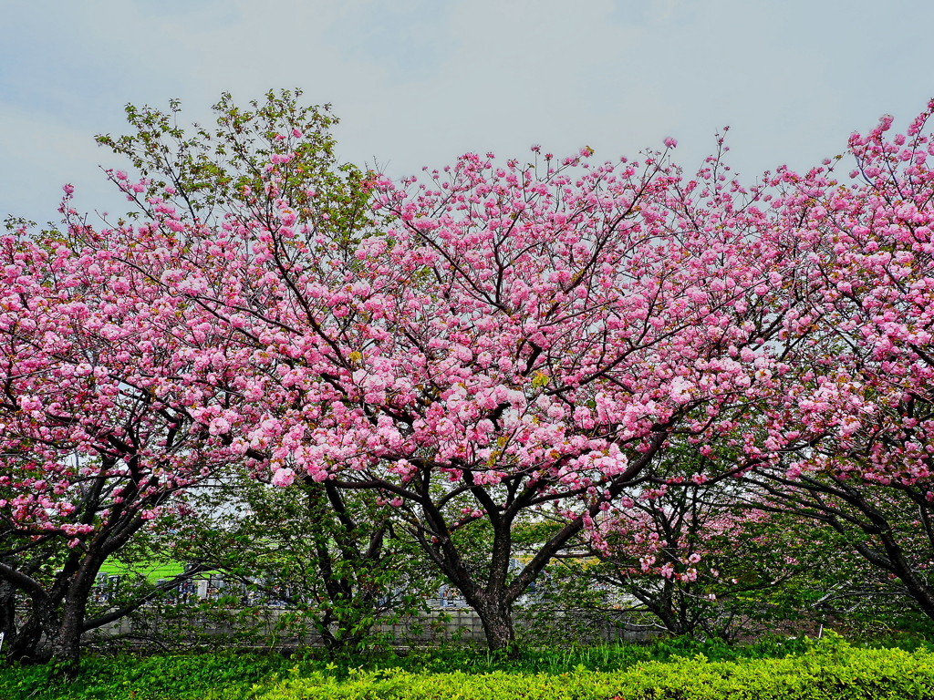 堤防の八重桜