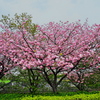 堤防の八重桜