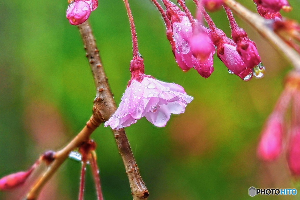 雨が多い春