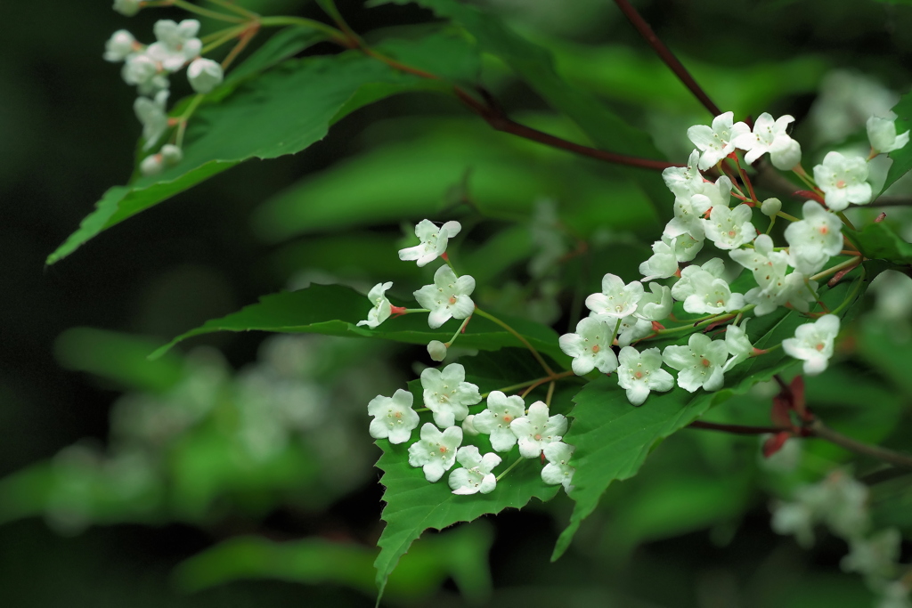 白い小花