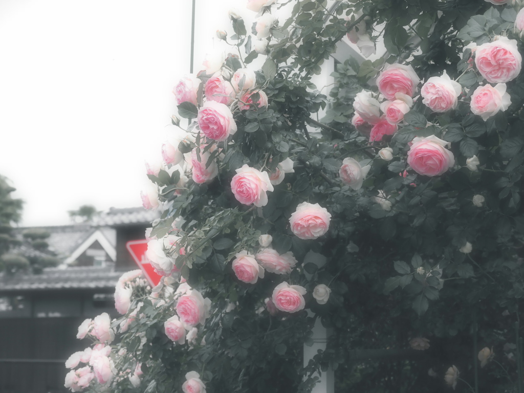 Old rose