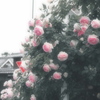 Old rose