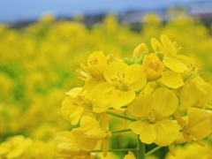 菜の花 満開
