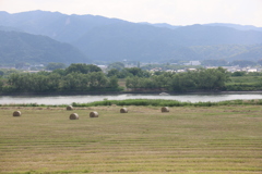  牧草 コロ コロ