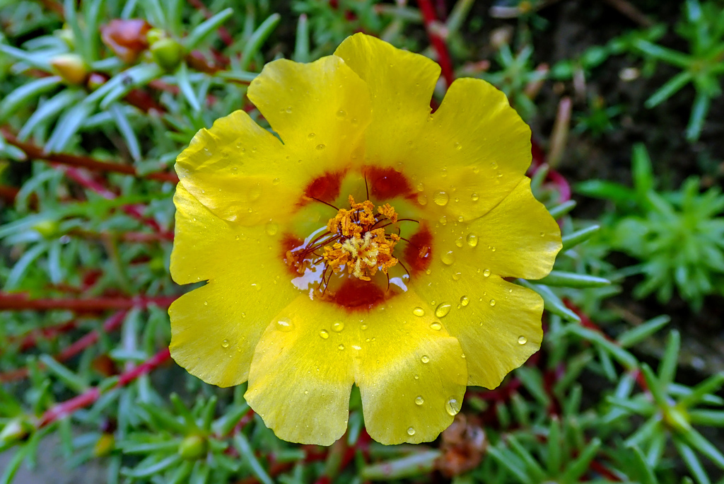 雨 松葉ボタン
