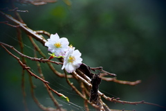 秋桜と枯れ葉