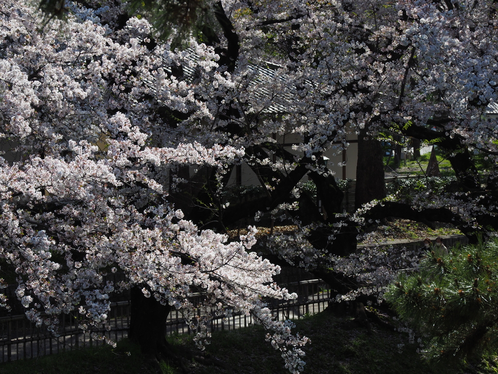 御堀と桜 １