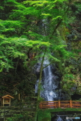 東林寺白滝②