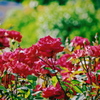 薔薇