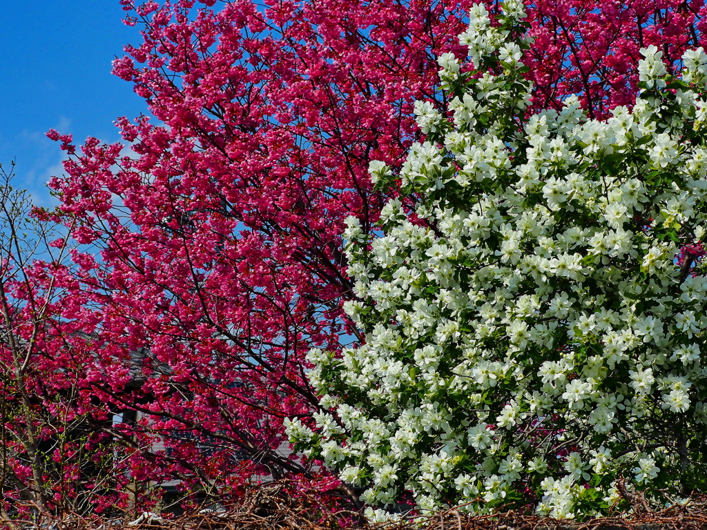 利休梅と桜