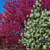 利休梅と桜