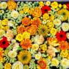 花まいり　4月15日