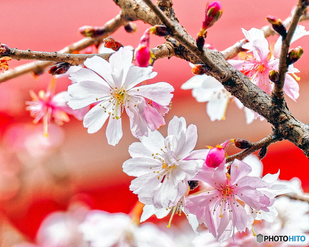 四季咲き桜