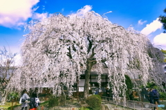 本満寺のしだれ桜