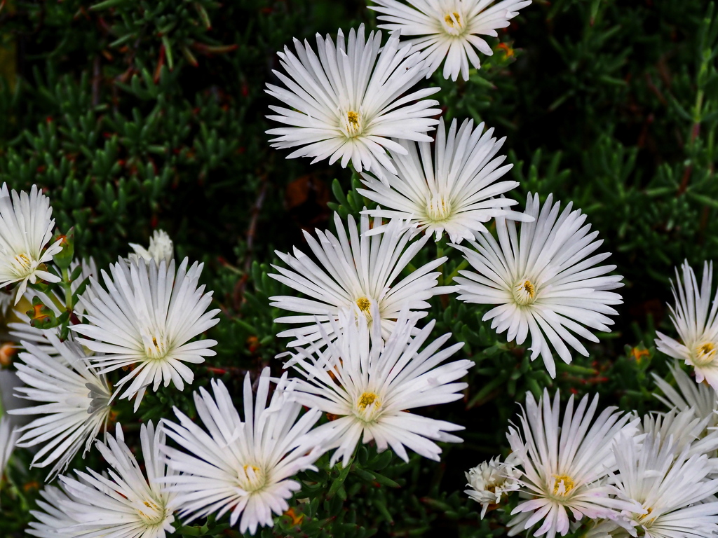 松葉菊