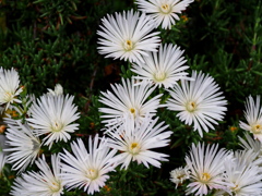 松葉菊