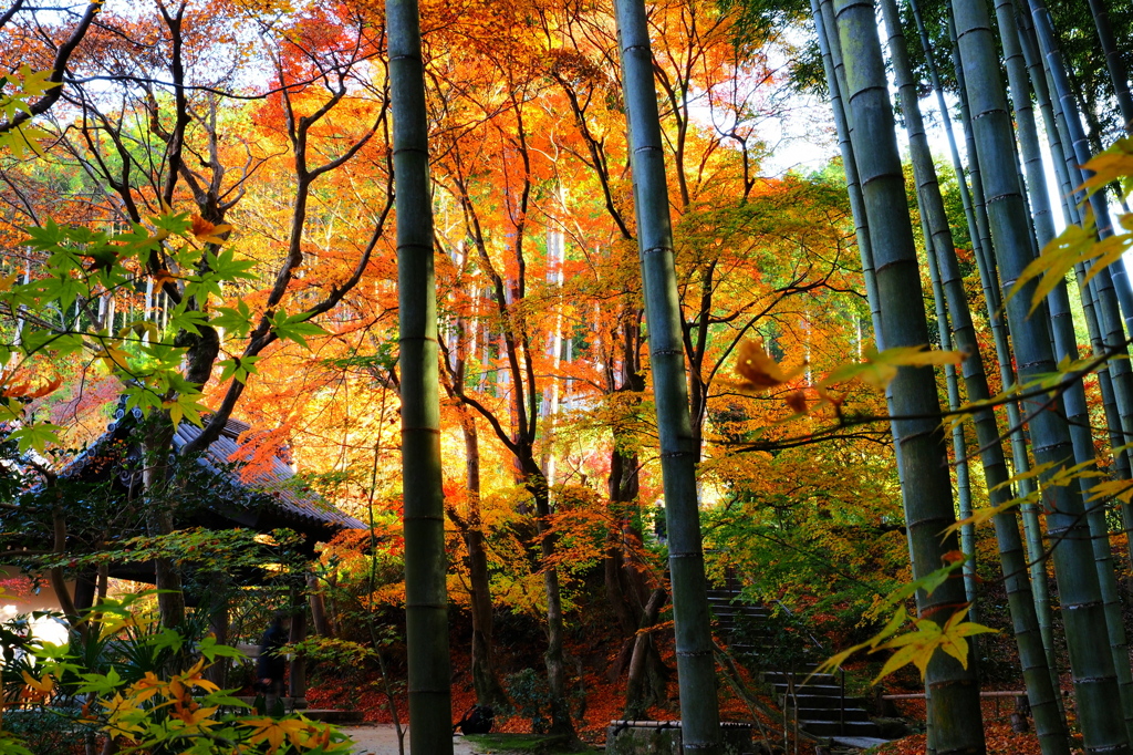 紅葉と竹