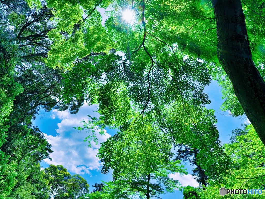 夏の日の木漏れ日