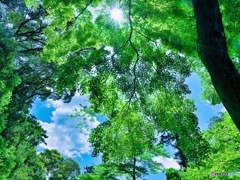 夏の日の木漏れ日