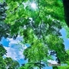 夏の日の木漏れ日
