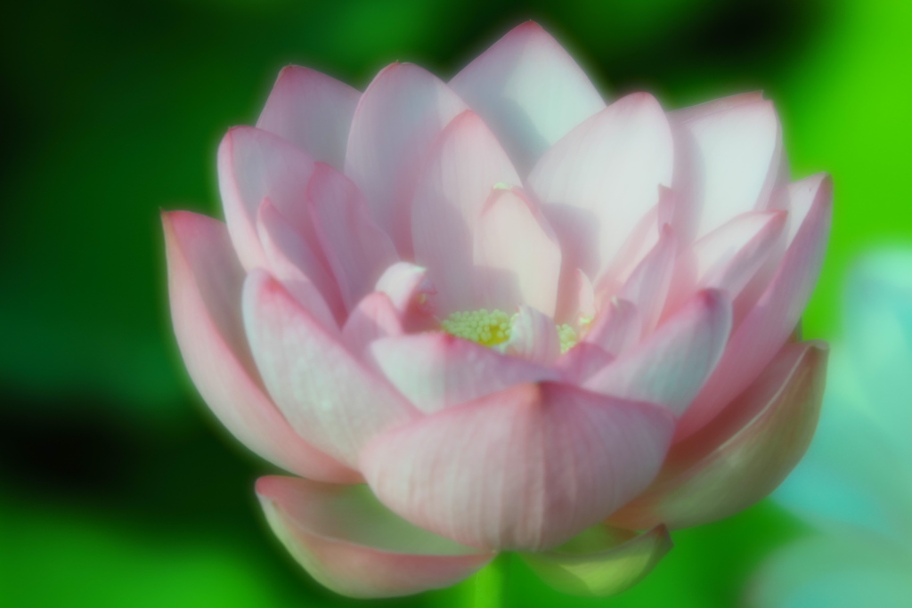 静かに咲く蓮華
