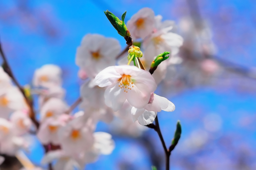 桜 by ゼン （ID：10993926） - 写真共有サイト:PHOTOHITO