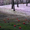 惜梅花の絨毯