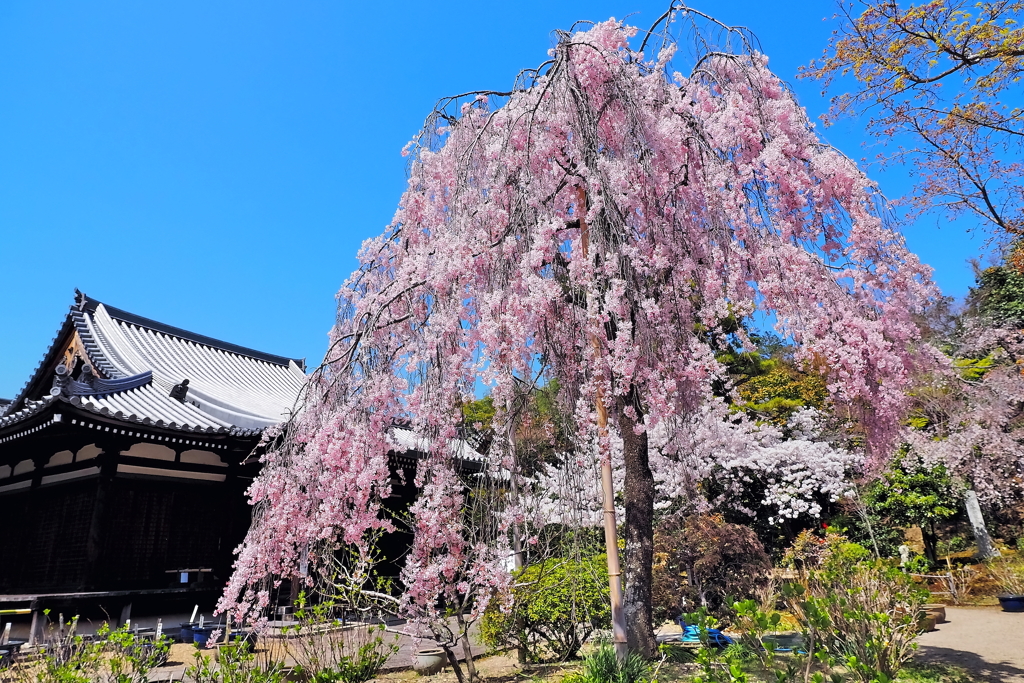 しだれ桜