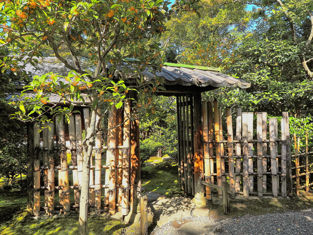 茶室入口 建仁寺垣と金木犀