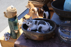 店頭の猫