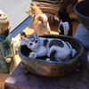 店頭の猫