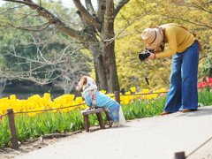 Woman taking a dog with tulips２